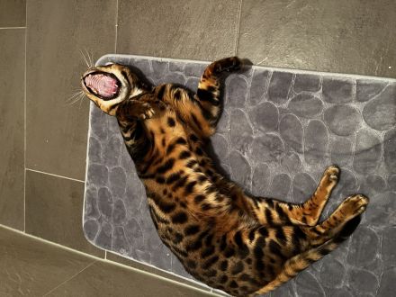 Bengal Kater