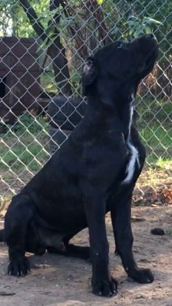 Cane Corso Welpen, reine italienische Linien! TOP-Stammbaum! (FCI 24/2012)