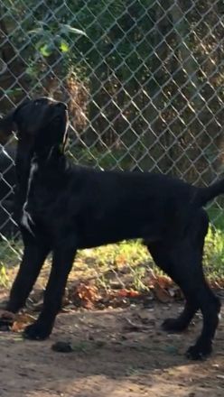 Cane Corso Welpen, reine italienische Linien! TOP-Stammbaum! (FCI 24/2012)