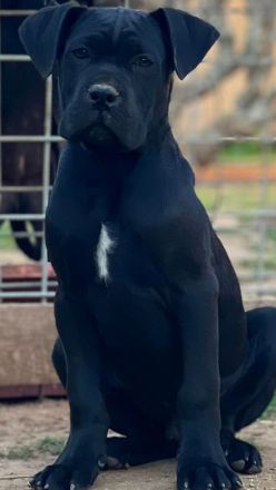 Cane Corso Welpen, reine italienische Linien! TOP-Stammbaum! (FCI 24/2012)