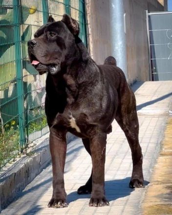 Cane Corso Welpen, reine italienische Linien! TOP-Stammbaum! (FCI 24/2012)