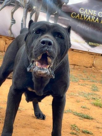 Cane Corso Welpen, reine italienische Linien! TOP-Stammbaum! (FCI 24/2012)