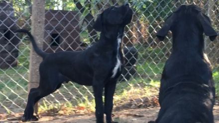 Cane Corso Welpen, reine italienische Linien! TOP-Stammbaum! (FCI 24/2012)