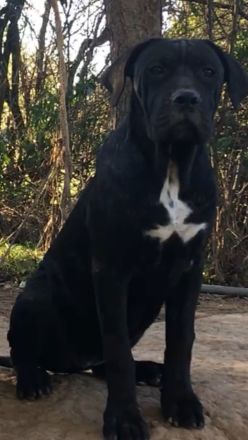 Cane Corso Welpen, reine italienische Linien! TOP-Stammbaum! (FCI 24/2012)