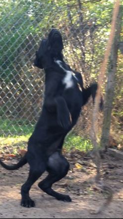 Cane Corso Welpen, reine italienische Linien! TOP-Stammbaum! (FCI 24/2012)