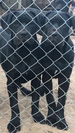 Cane Corso Welpen, reine italienische Linien! TOP-Stammbaum! (FCI 24/2012)