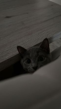 BRITISCHE KURZHAAR KATZE