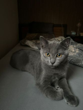 BRITISCHE KURZHAAR KATZE