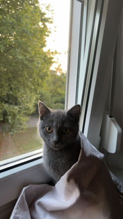 BRITISCHE KURZHAAR KATZE