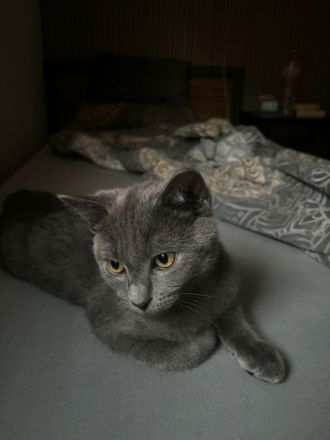 BRITISCHE KURZHAAR KATZE