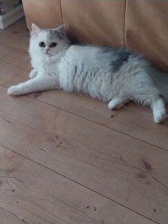 Tolles Perser Mädel