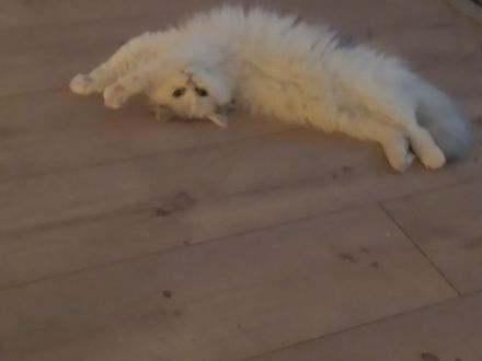 Tolles Perser Mädel