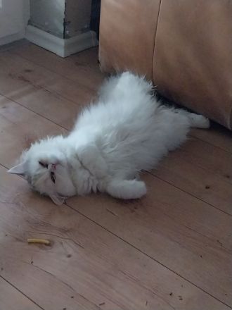 Tolles Perser Mädel