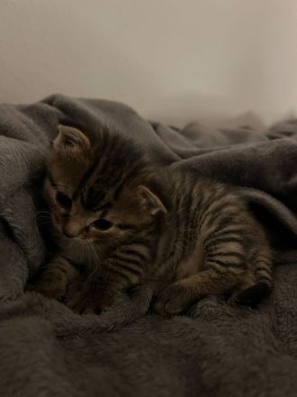 Katzenbabys zu verkaufen