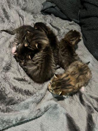 Katzenbabys zu verkaufen