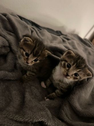 Katzenbabys zu verkaufen