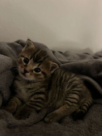 Katzenbabys zu verkaufen