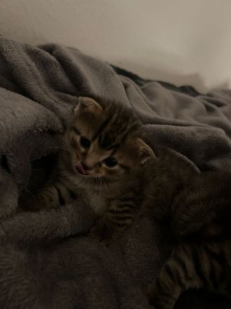 Katzenbabys zu verkaufen