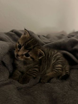 Katzenbabys zu verkaufen