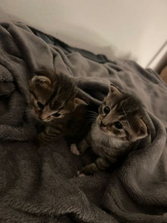 Katzenbabys zu verkaufen