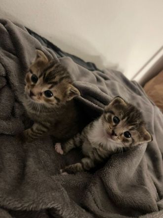 Katzenbabys zu verkaufen