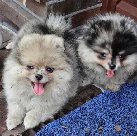 Supersüße Pomeranian Zwergspitz Welpen suchen ein neues Zuhause!