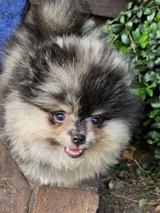 Supersüße Pomeranian Zwergspitz Welpen suchen ein neues Zuhause!