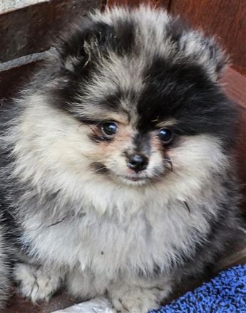 Supersüße Pomeranian Zwergspitz Welpen suchen ein neues Zuhause!
