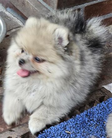 Supersüße Pomeranian Zwergspitz Welpen suchen ein neues Zuhause!
