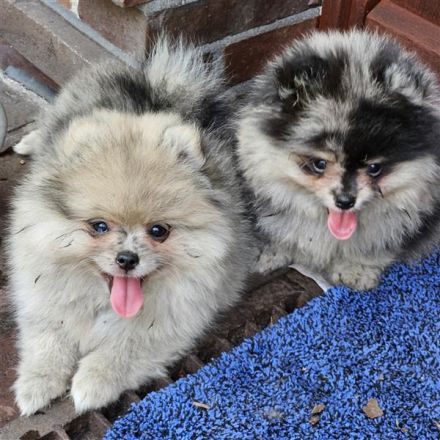 Supersüße Pomeranian Zwergspitz Welpen suchen ein neues Zuhause!
