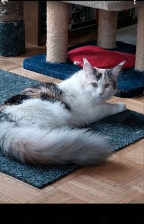 Maine Coon Kätzin