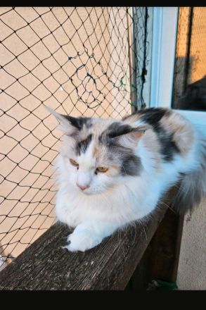 Maine Coon Kätzin