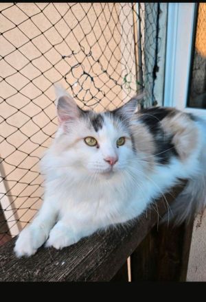 Maine Coon Kätzin