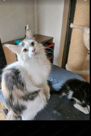 Maine Coon Kätzin