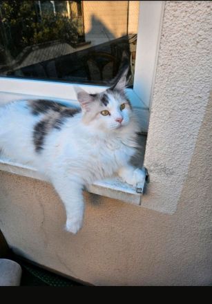 Maine Coon Kätzin
