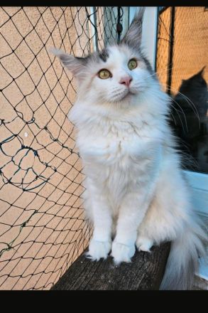 Maine Coon Kätzin