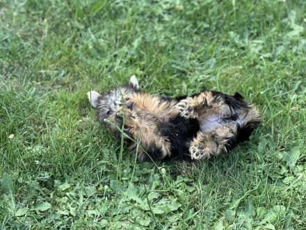 Süße Australian Silky Terrier Welpen suchen ein neues Zuhause