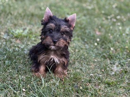 Süße Australian Silky Terrier Welpen suchen ein neues Zuhause