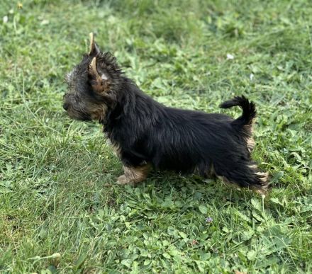 Süße Australian Silky Terrier Welpen suchen ein neues Zuhause