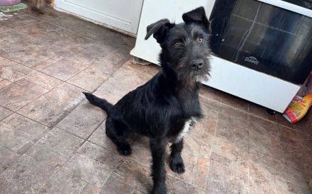 schwarze Perle sucht ein tolles Zuhause. Adopt. Don´t shop.