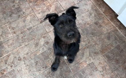 schwarze Perle sucht ein tolles Zuhause. Adopt. Don´t shop.