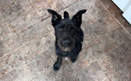 schwarze Perle sucht ein tolles Zuhause. Adopt. Don´t shop.