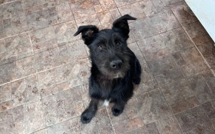 schwarze Perle sucht ein tolles Zuhause. Adopt. Don´t shop.