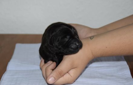 Labrador Retriever Rüde