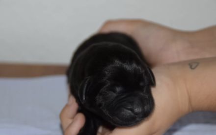 Labrador Retriever Rüde