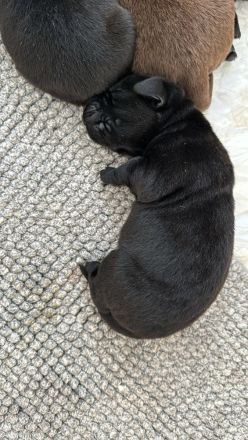 Labrador Retriever Rüde