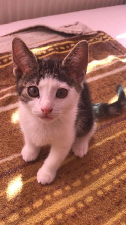 Katze und 2 Kitten(weiblich)