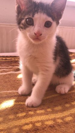 Katze und 2 Kitten(weiblich)