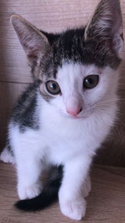 Katze und 2 Kitten(weiblich)