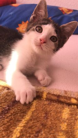 Katze und 2 Kitten(weiblich)